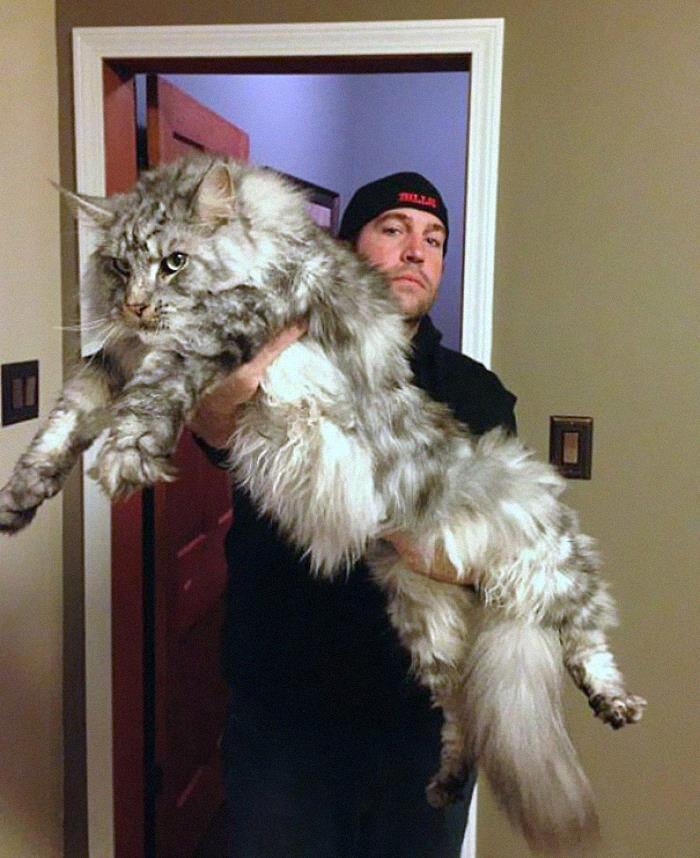 Кот мэйкун и цена фото рост Pinterest