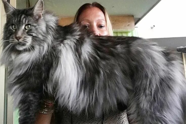Кот мэйкун и цена фото рост There are numerous breeds that include a white cat, from the adorable Sphynx and