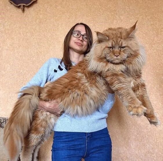 Кот мэйкун и цена фото рост Pin on Big