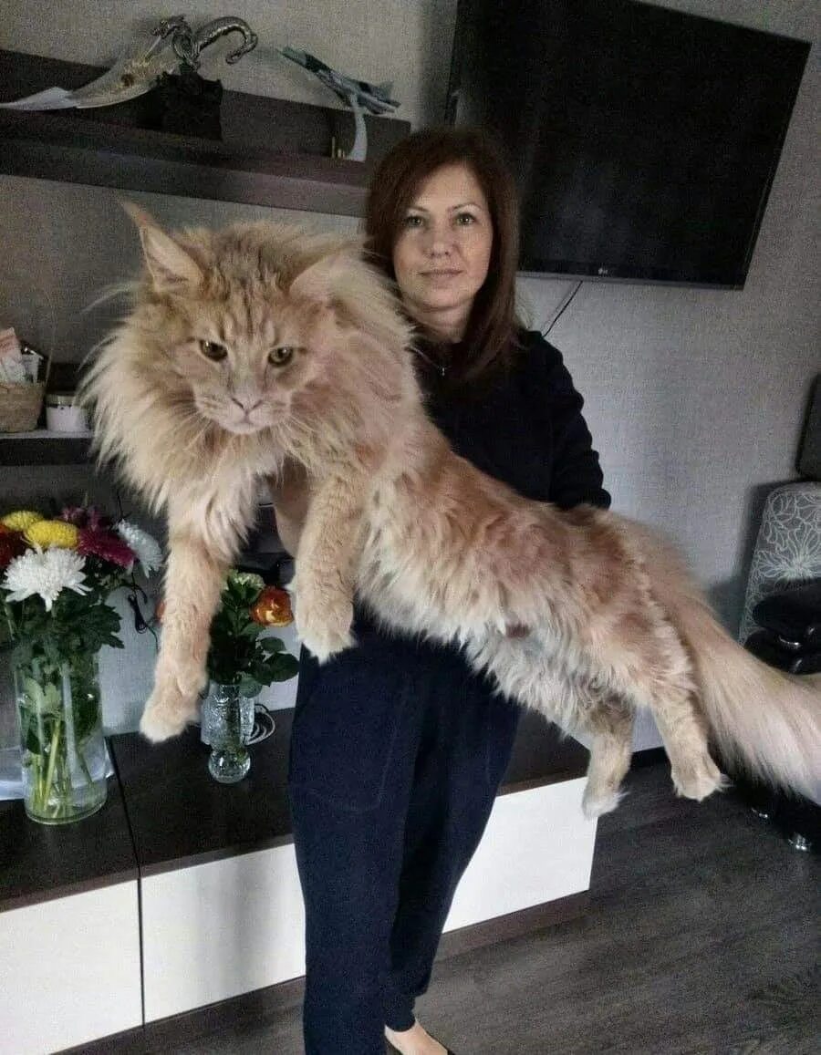 Кот мэйкун и цена фото рост Pinterest Katje katten, Mooie katten, Grote katten