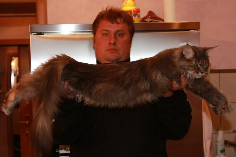 Кот мэйкун и цена фото рост Питомник мейн кунов IMPERIAL COON *RU FIFe Самара