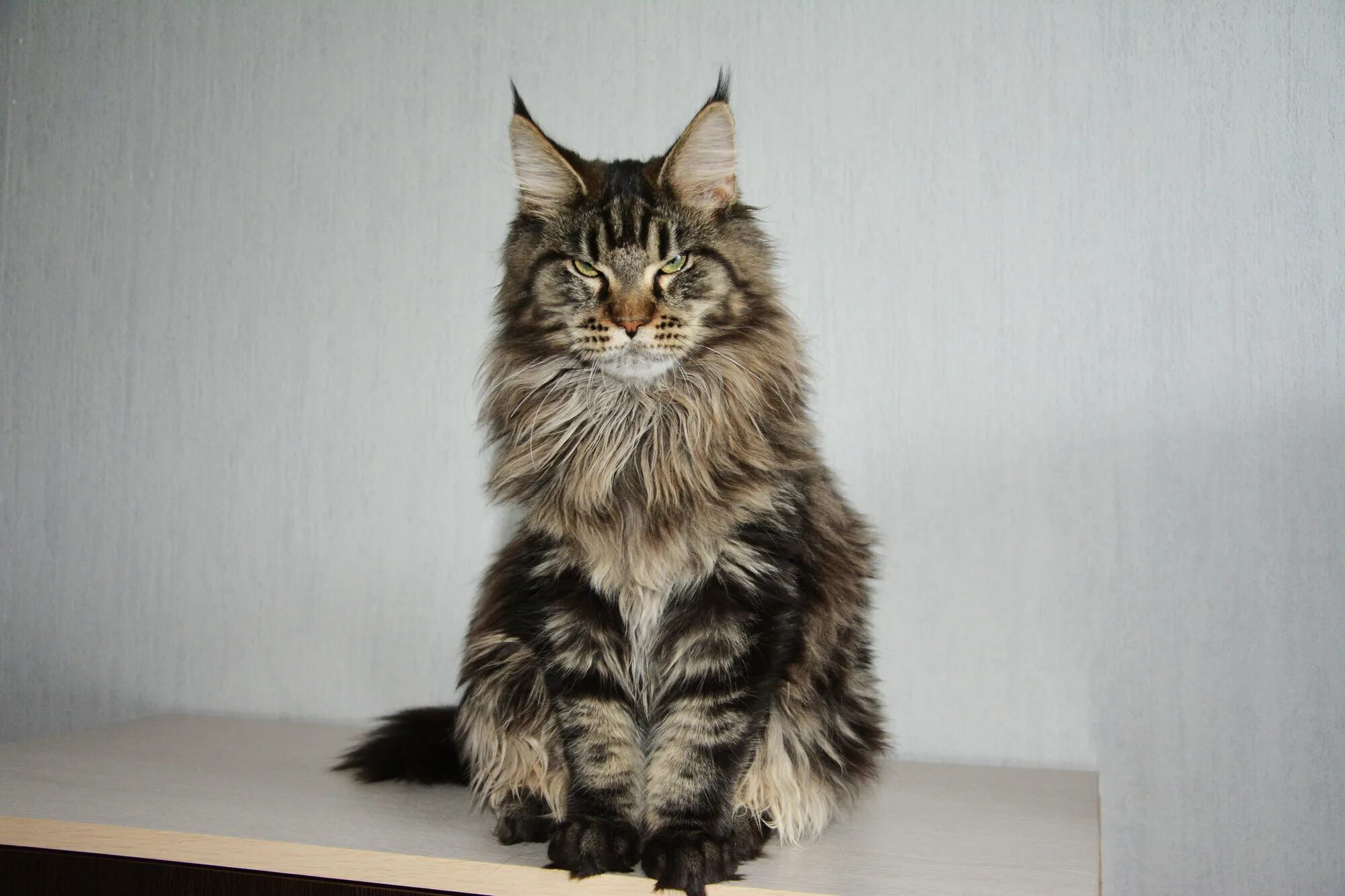Кот мэйкун и цена фото рост вес Как растут котята мейн-кунов по месяцам?
