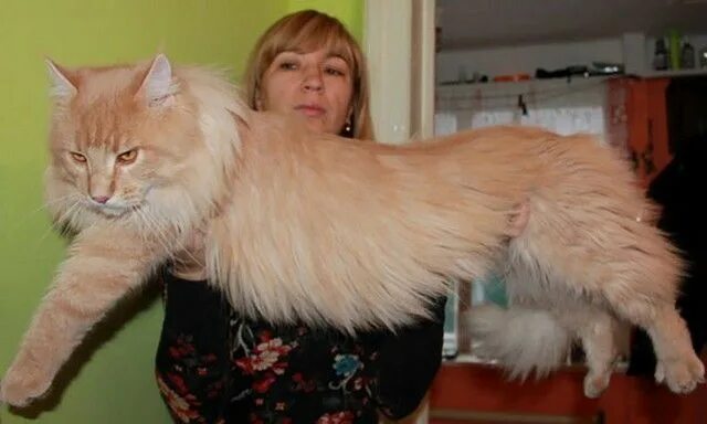 Кот мэйкун и цена фото рост вес Pin on maine coon cats