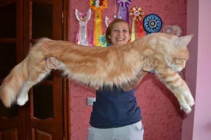 Кот мэйкун и цена фото рост вес Котята Мейн Кун - купить в Железногорске, цена 5 000 руб., продано 2 января 2022
