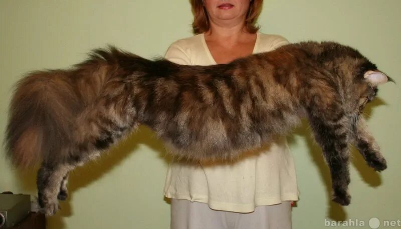 Кот мэйкун и цена фото рост вес Купить котята настоящего Мейн-куна Не новокуны! в Краснодаре - объявление № Т-71