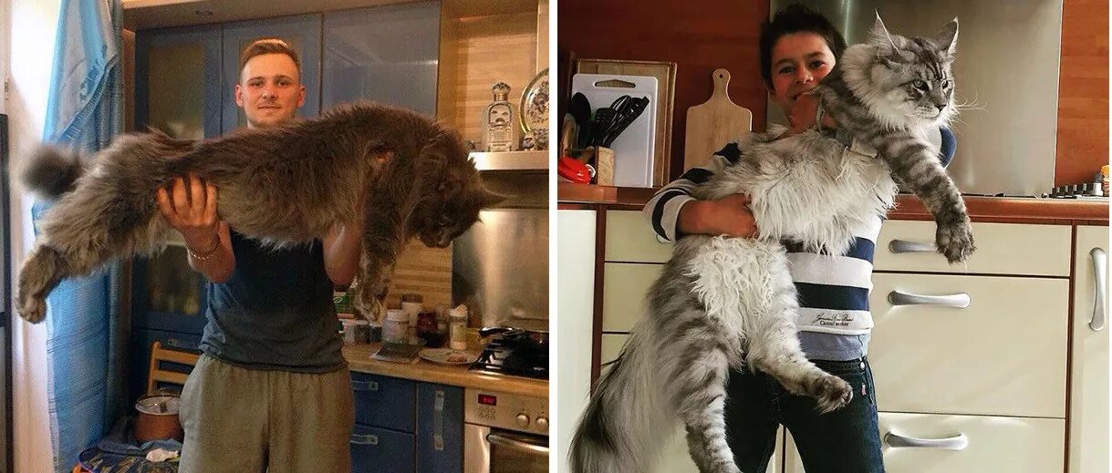 Кот мэйкун и цена фото рост вес 75 кошек породы мейн-кун, которые убедят вас, что ваша кошка совсем