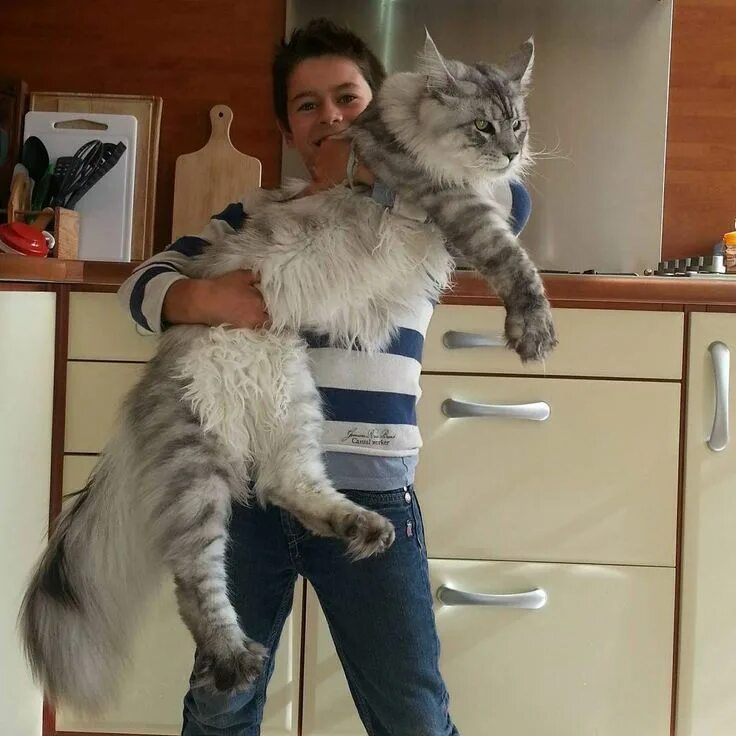 Кот мэйкун и цена фото рост вес How to Make an Interesting Art Piece Using Tree Branches eHow Raças de gatos, Fi