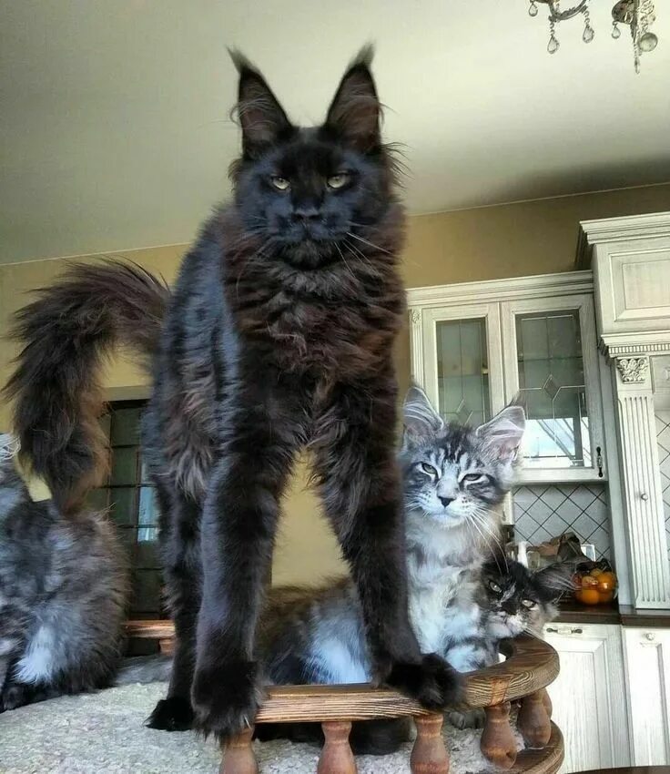 Кот мэйкун и цена фото рост вес Pin on Animals... gotta love them.