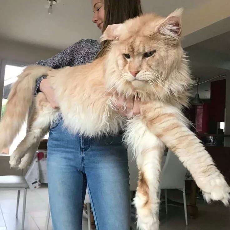 Кот мэйкун и цена фото рост вес #mainecooncats Katzen, Amerikanische waldkatze und Große katzen
