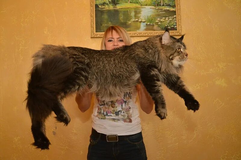 Кот мэйкун и цена фото рост вес Sultan Femelicoon - Питомник мейн-кунов Akbars