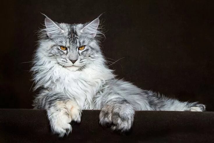 Кот мейн кун фото Pin on ❤ ° °* Maine Coon The Gentle Giant *° ° ❤