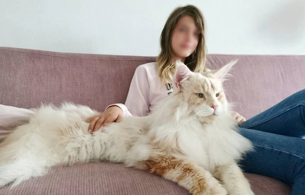 Кот мейн кун фото с человеком Meet The Gigantic Maine Coon Cat That's Taking The Internet By Storm