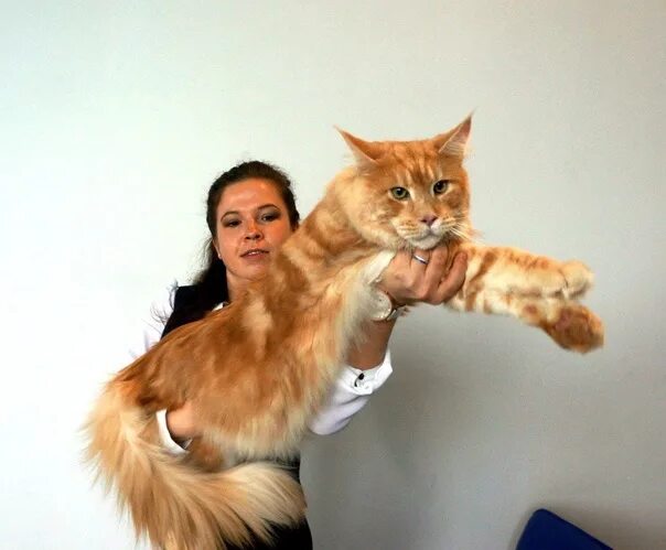 Кот мейн кун фото с человеком I'm selling a gorgeous young Maine Coon cat. Weight about 9kg. Brutal with exper
