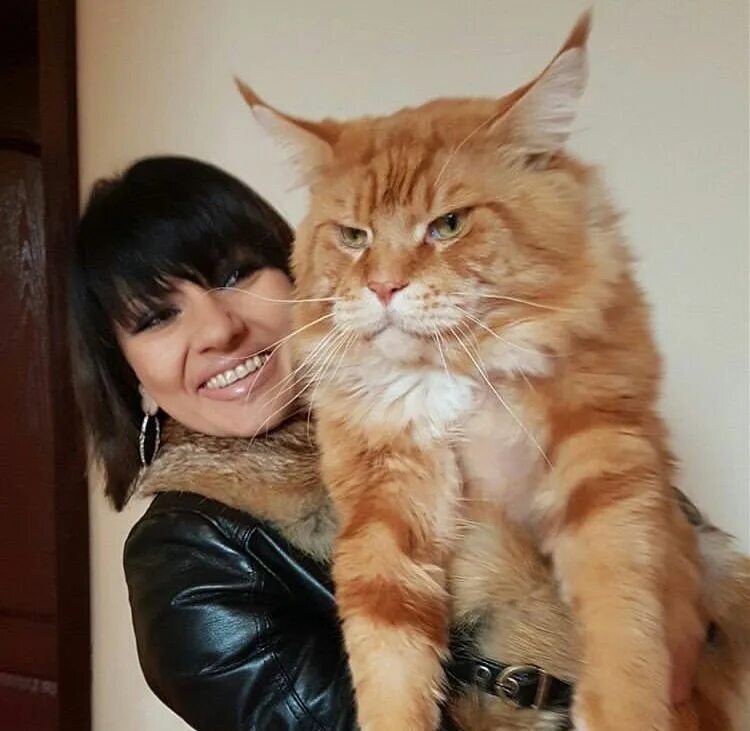 Кот мейн кун фото с человеком Pin on Maine coons
