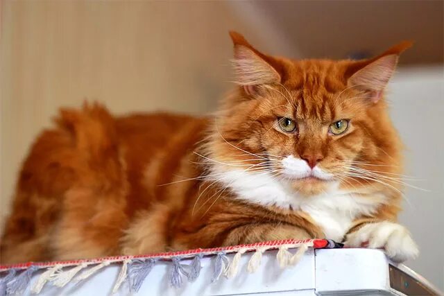 Кот мейн рыжий фото CAT-форум :: Просмотр темы - Февральский конкурс "КОТО-МОДЕЛЬ"