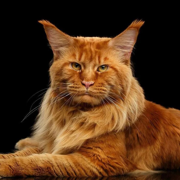 Кот мейн рыжий фото Gorgeous orange tabby.