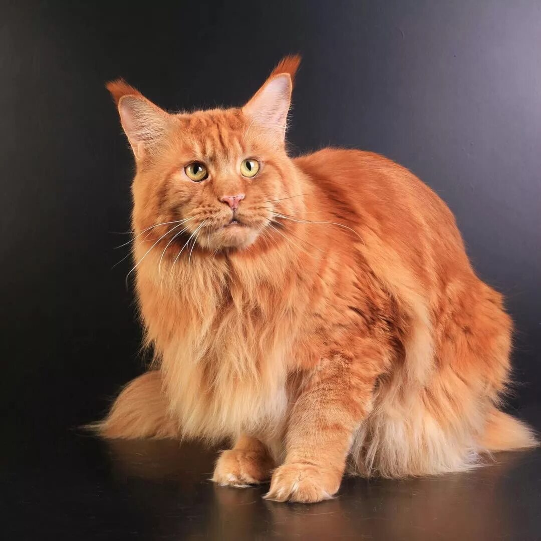 Кот мейн рыжий фото Pinterest Cats and kittens, Cute cats, Large domestic cat breeds