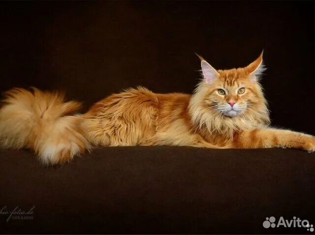 Кот мейн рыжий фото Кот мейн-кун вязка купить в Казани Животные и зоотовары Авито