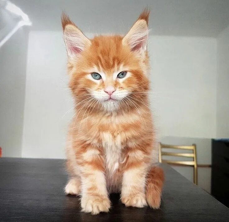 Кот мейн рыжий фото 19) Tumblr Мейн кун, Милые котики, Кошки