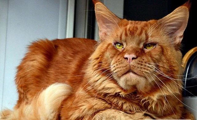 Кот мейн рыжий фото Иллюстрации к "Кот-хранитель"