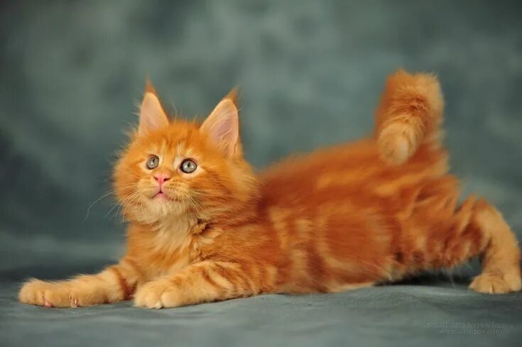 Кот мейн рыжий фото Балованный котёнок & Рыжие котята & Фото МУРЧИМ.РФ Beautiful cats, Kittens cutes