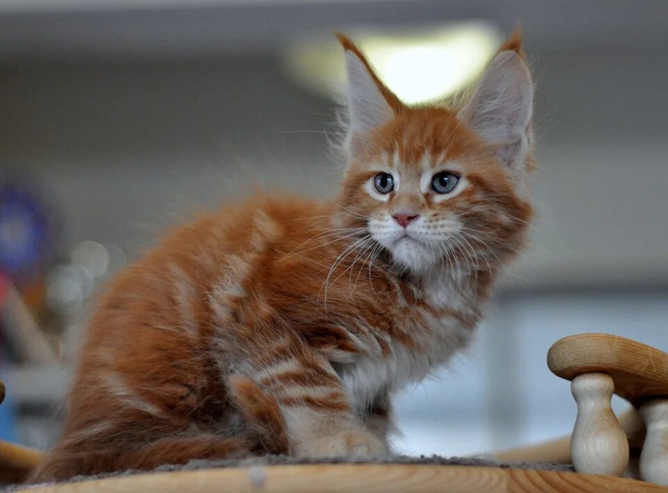 Кот мейн рыжий фото мейн кун рыжего окраса - Сaramelcat