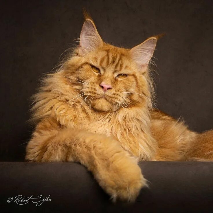 Кот мейн рыжий фото Instagram photo by Felis Gallery * May 20, 2016 at 8:49pm UTC Large domestic cat