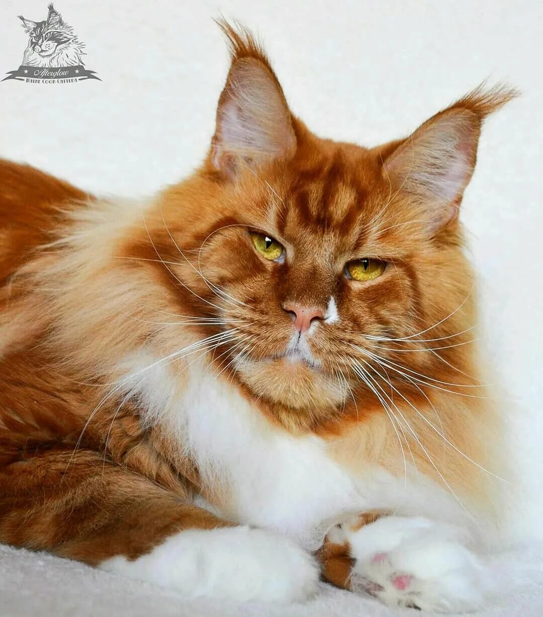 Кот мейн рыжий фото Pinterest