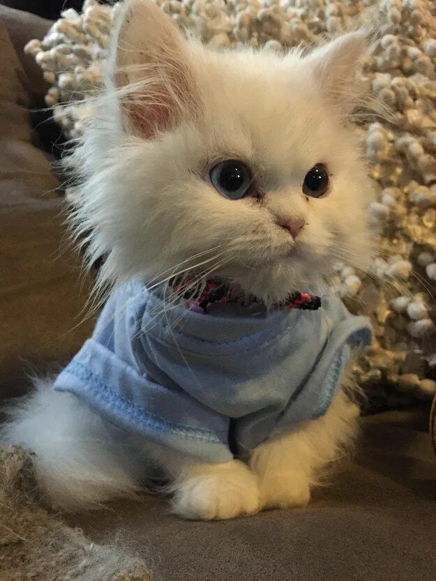Кот милашка фото 39 Things You Should Know Before Getting A Cat Cute baby animals, Cat breeds, Cu