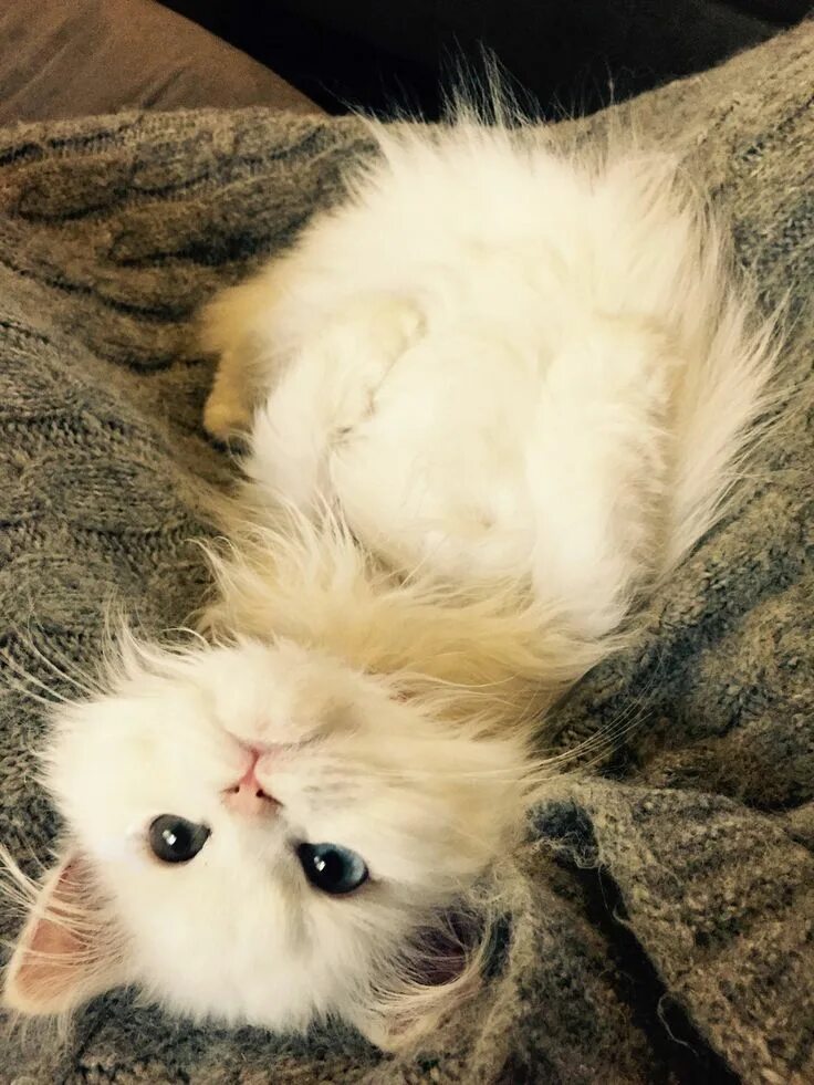 Кот милашка фото Since you guys liked her so much the first time, here is one more picture. Prett
