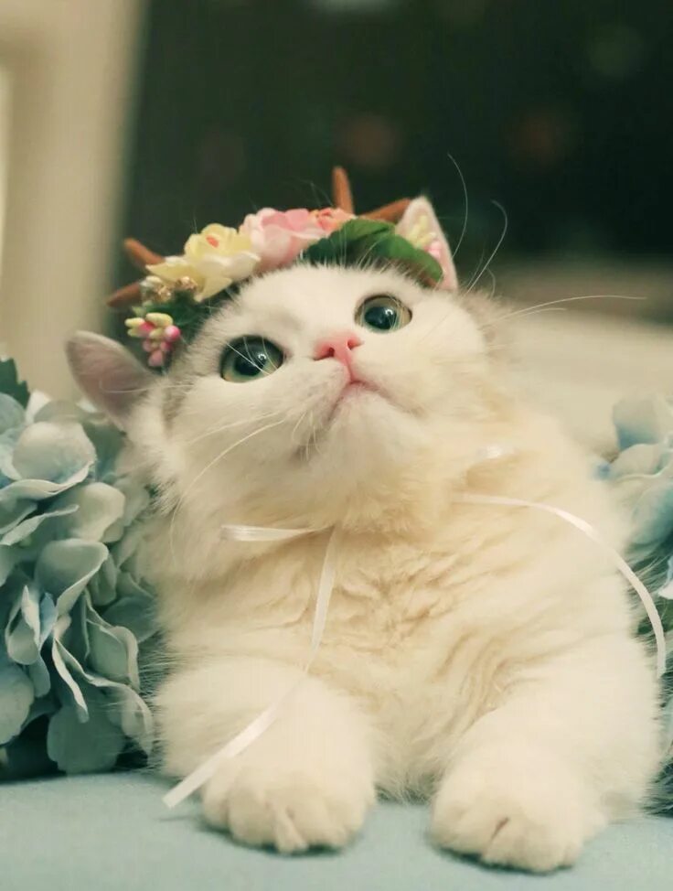 Кот милашка фото Pin by Puffer on Projects to Try Cute baby cats, Baby cats, Cute cats and dogs