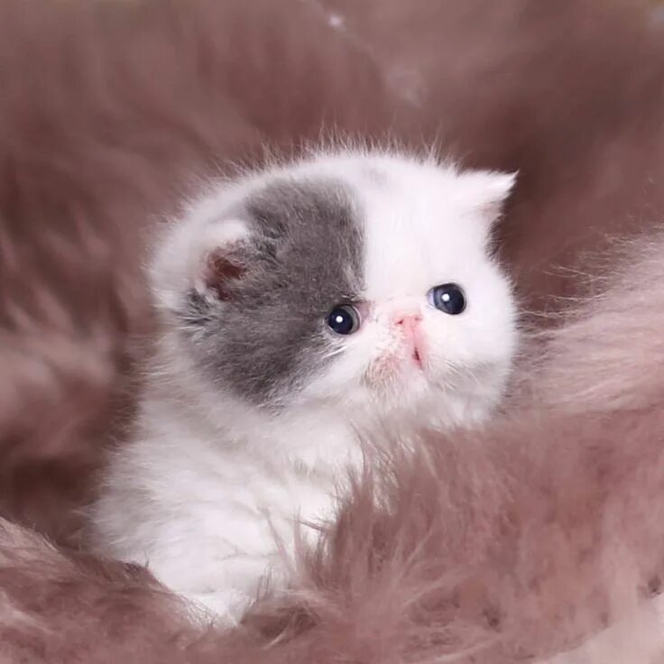 Кот милашка фото Persian cats and kitties (@chilli_cattery) on Instagram Cute cats and kittens, K