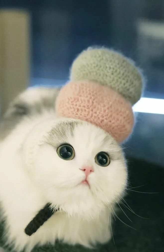 Кот милашка фото She/he looks so cute and sweet. Neither of my two would tolerate that. Cute baby