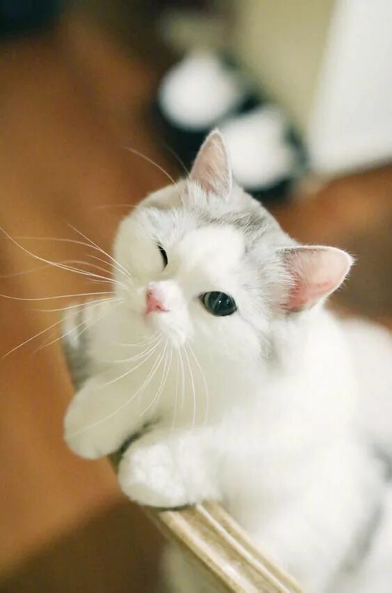 Кот милашка фото Пин от пользователя *ClOuD* на доске just meme в 2020 г Милые детеныши животных,