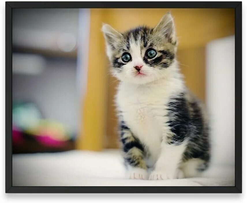 Кот милашка фото Постер интерьерный, Котёнок Взгляд Глаза Котэ - купить в интернет-магазине по ни