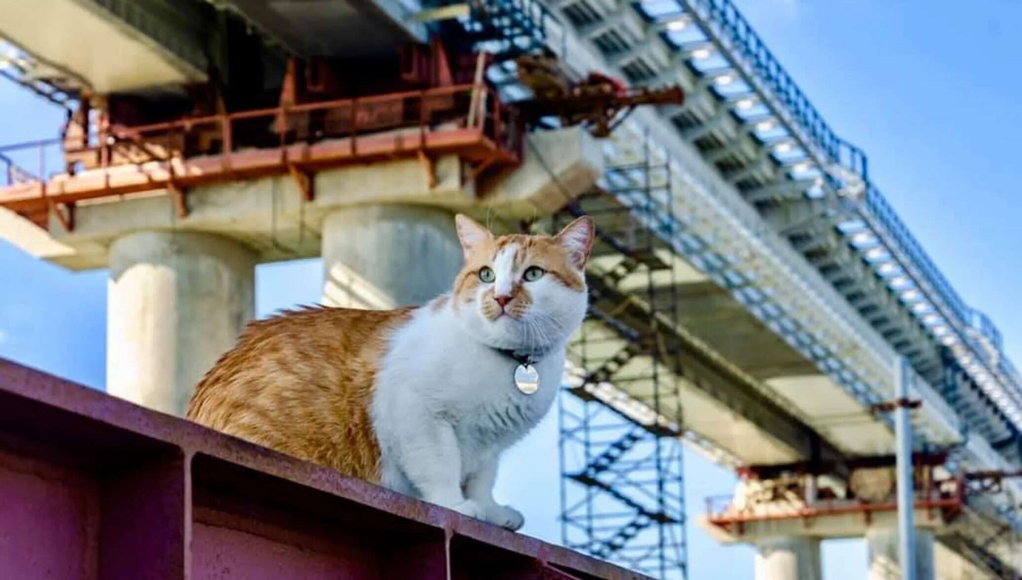 Кот моста фото В каске, на арках и обнимая Крым: креативный батл эскизов памятника коту Мостику