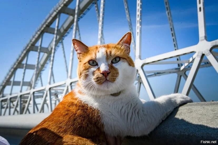 Кот моста фото Политическая солянка. Часть 295