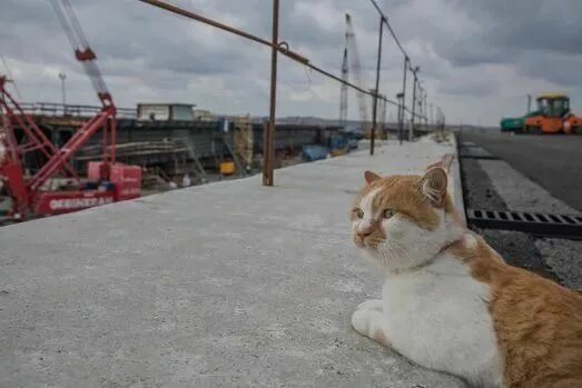 Кот моста фото кот мостик в крыму фото: 10 тыс изображений найдено в Яндекс.Картинках Кот, Карт
