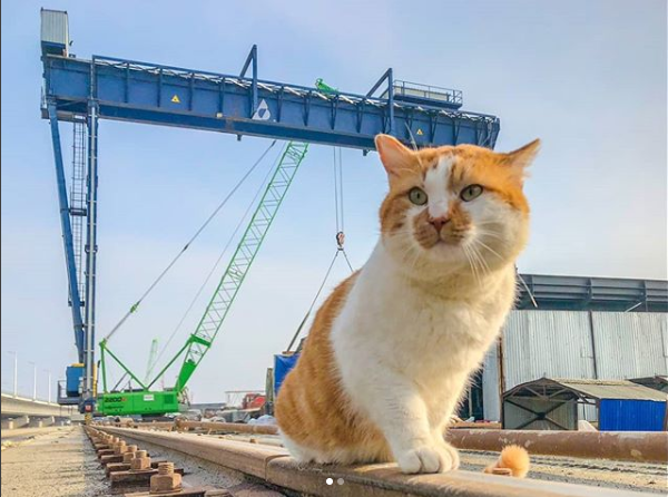 Кот моста фото Какой породы кот Мостик?