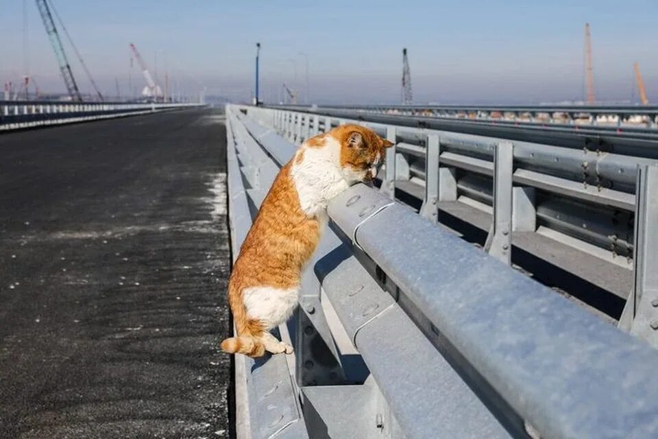 Кот моста фото Кот Мостик измеряет отбойник Крымского моста в хвостах - KP.RU