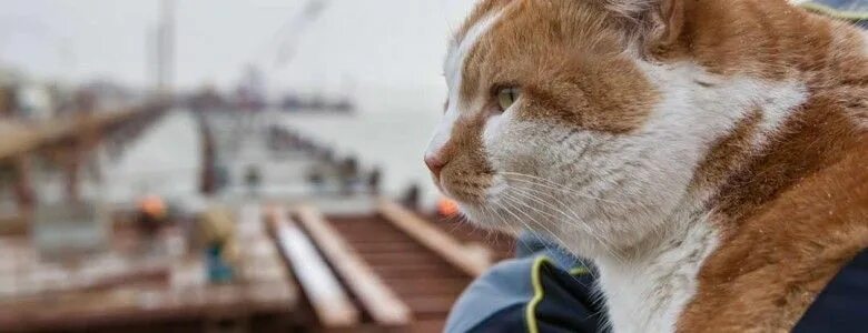 Кот моста фото Кот Мостик после Масленичной недели сел на диету - Лента новостей Крыма