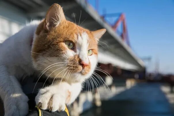 Кот моста фото Кот Мостик 2022 От мордочки до хвостика ВКонтакте