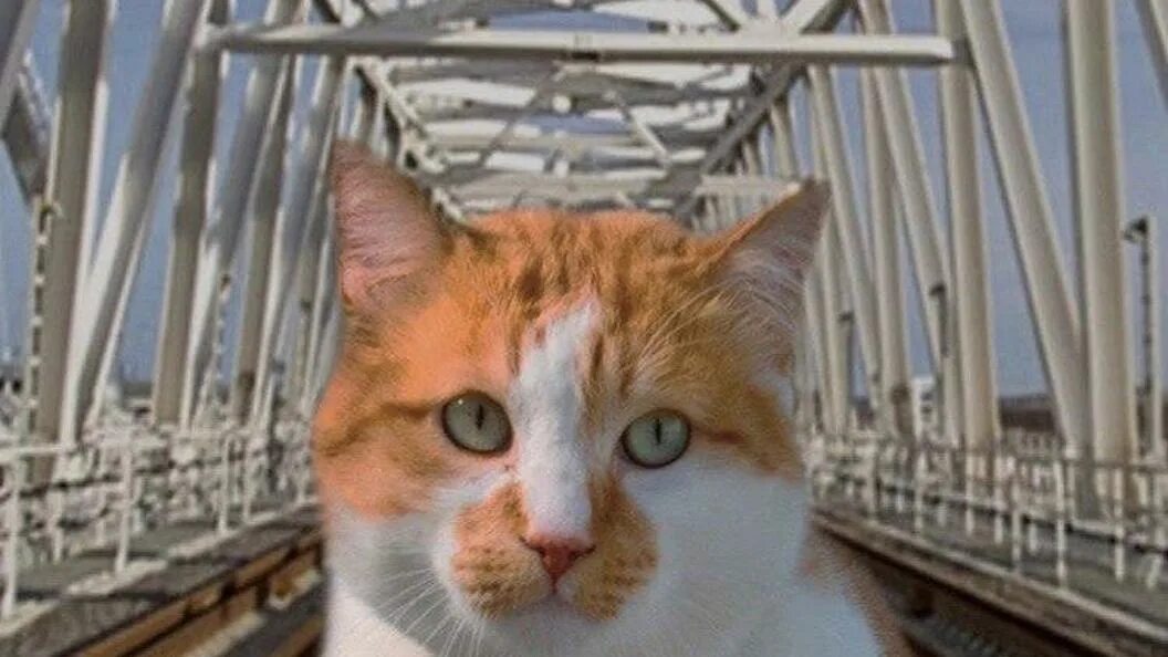 Кот моста фото Кот Мостик переезжает на новое место работы