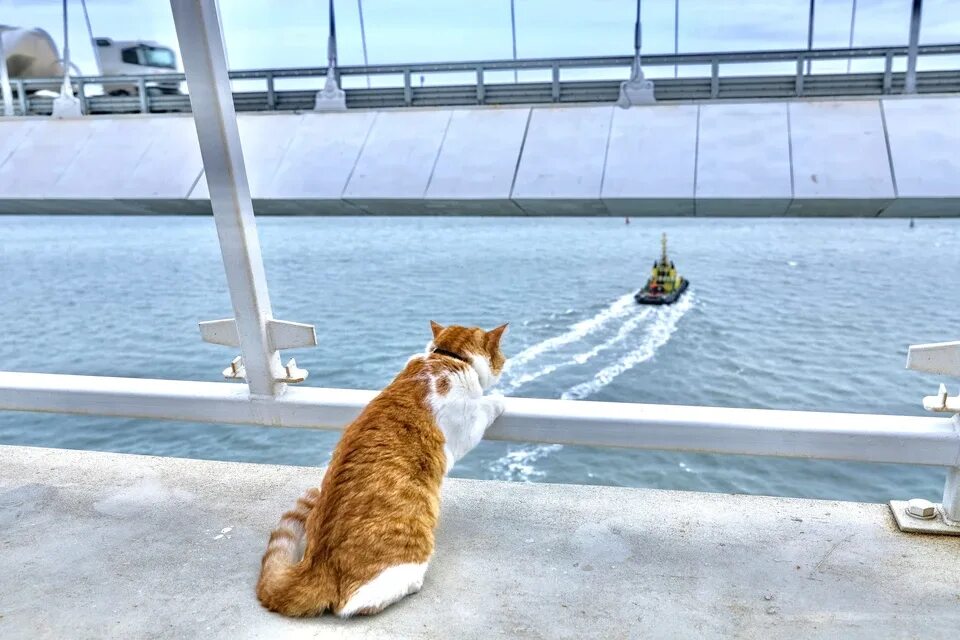 Кот моста фото Крымские коты настолько суровы, что охотятся не на мышей, а на буксиры!": Талисм