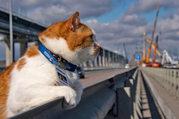 Кот моста фото Знакомые все лица: кот Мостик оценил ремонт Крымского моста - РИА Новости Крым, 