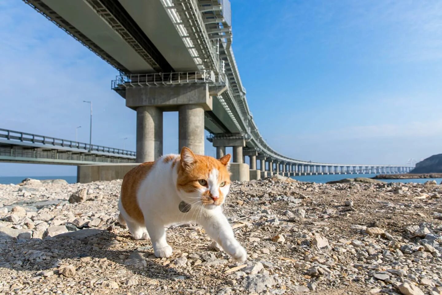 Кот моста фото Кот Мостик меняет профессию: рыжий блогер покидает Крымский мост :: Новости :: Т