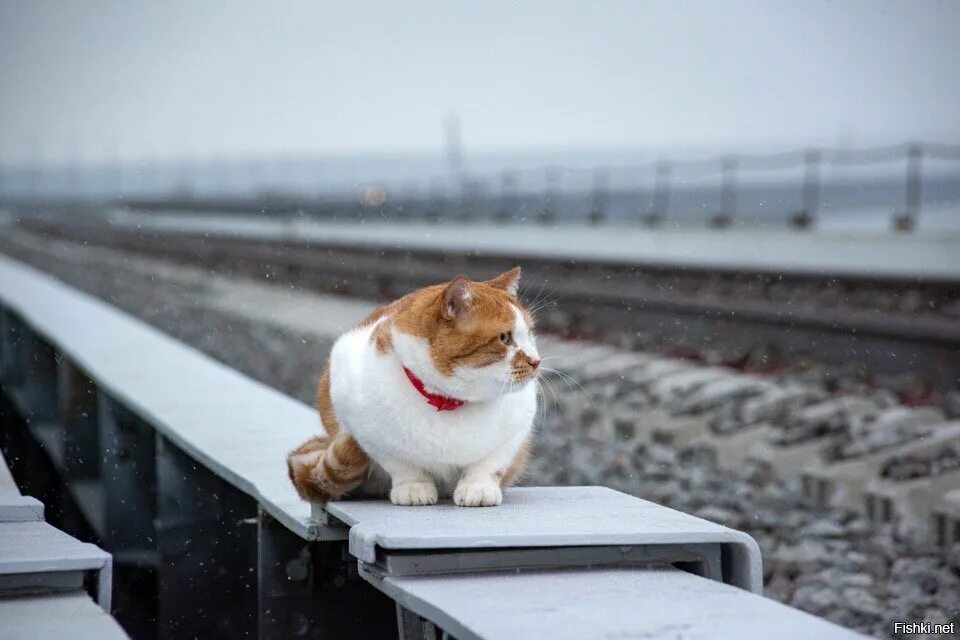 Кот моста фото Солянка для Майдана. Часть 237