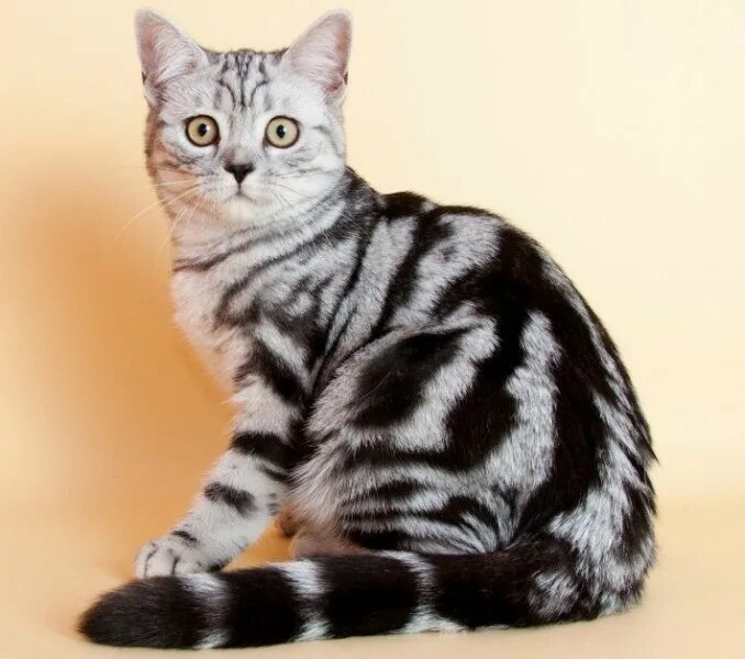 Кот мраморный окрас фото Картинки БРИТАНСКИЙ КОТ ОКРАС