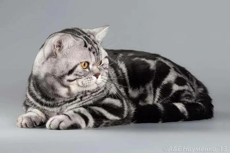 Кот мраморный окрас фото Кошка окрас мрамор