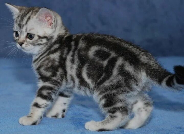Кот мраморный окрас фото Неактивно